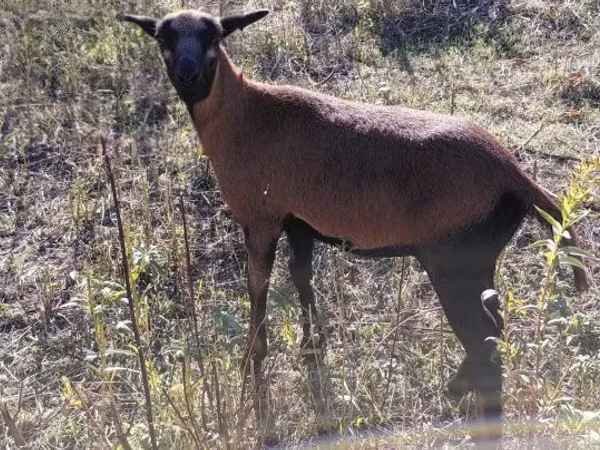 Sheep, Cameroon sheep