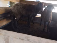 Sheep, Arabi sheep — photo 2