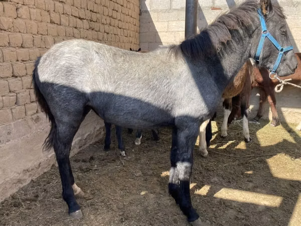 Коні (партія, стать не вказано), Kyrgyz Horse