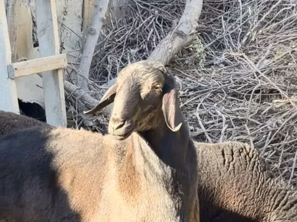 绵羊（批次，未指定性别）, Sheep