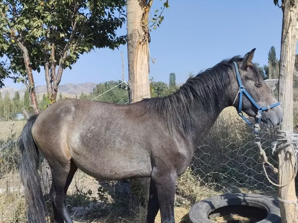 Horse (M), Horses — Kyrgyzstan