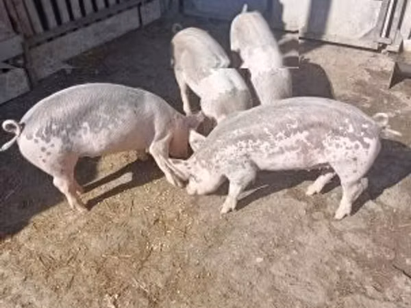 Sow, Pigs — Hungary