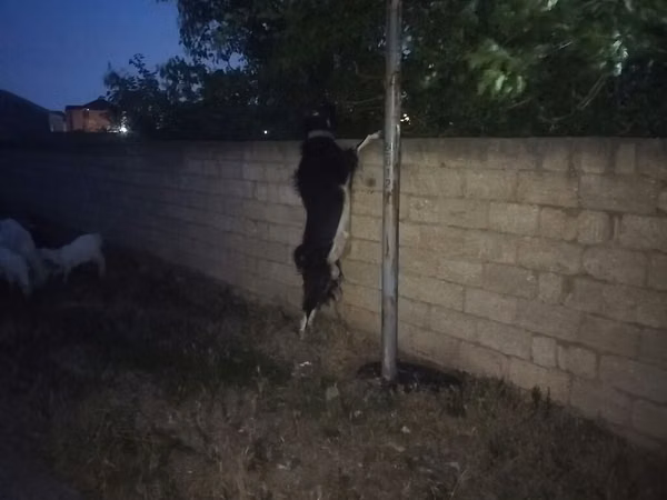 公山羊, Goats