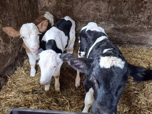 Toro, Russian Black pied cattle