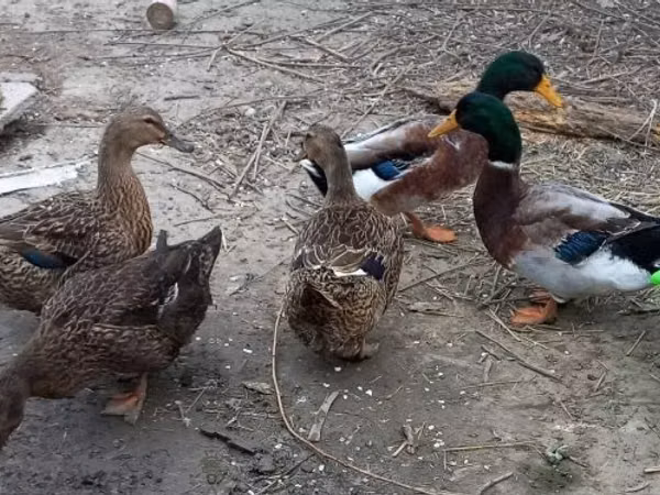 Ducks