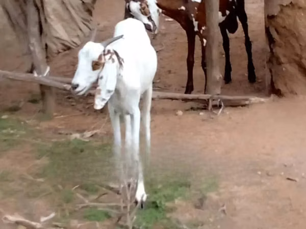 山羊（批次，未指定性别）, Goats