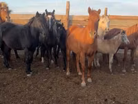 فرس, Horse breed — الصورة 2