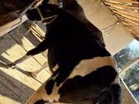 ላም, Russian Black pied cattle — ፎቶ 5