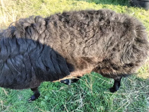 Koç, Tian-Shan semifinewool sheep