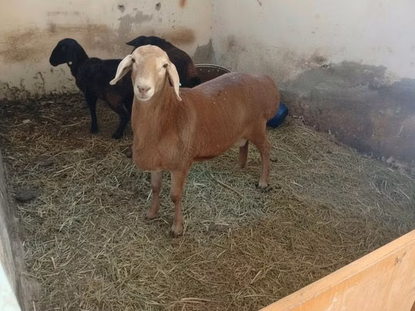 Ram, Arashan sheep — Kyrgyzstan