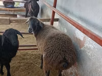 مینڈھا, بھیڑیں — تصویر 1
