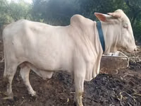 Mucca, Bovini — foto 2