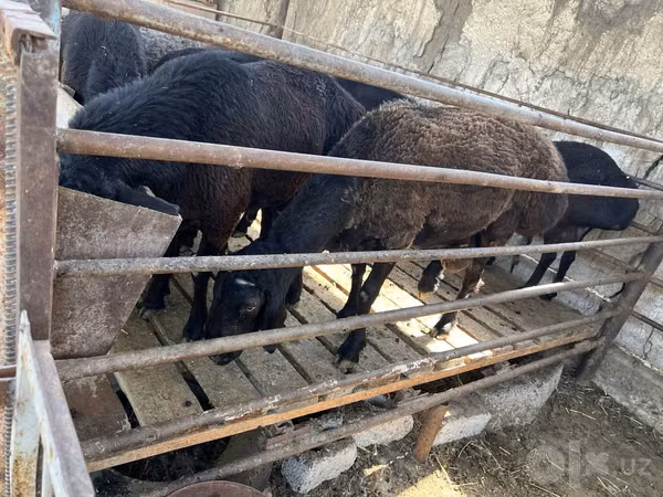 Ram, Sheep — Uzbekistan