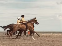 Koń, Anglo-Arabian — zdjęcie 1