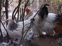 Brahma — photo 5