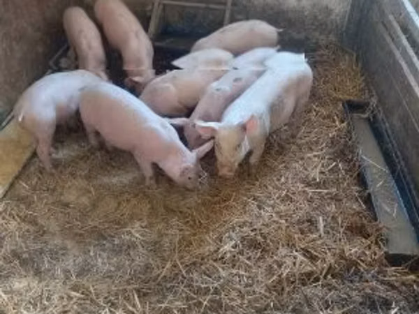 Boar,  — Hungary