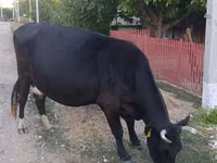 Vache, Bovins — photo 1