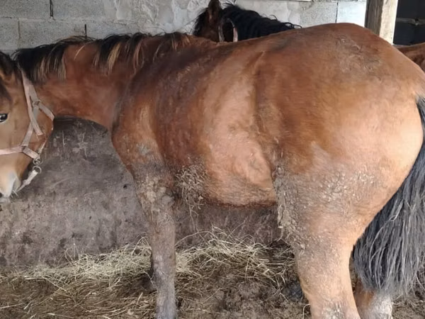 Cai (lot, sex nespecificat), Kazakh horse