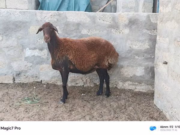قوچ, گوسفند — جمهوری آذربایجان