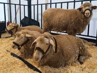 Juh, Kuibyshev sheep — 3. fotó