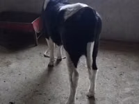 Lo’, Russian Black pied cattle — sawirka 4