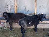 Ram, Sheep — photo 1