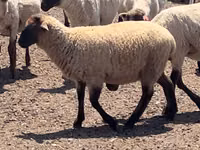 Kos, Hampshire sheep — 3. fotó