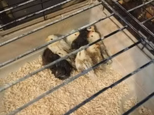 Chickens — Угорщина