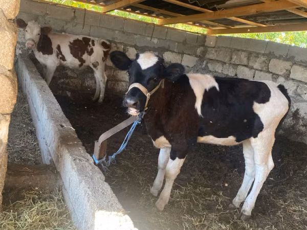 Cow, Russian Black pied cattle — Moldova