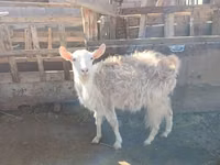 Ziegenbock, Saanen goat — Foto 3