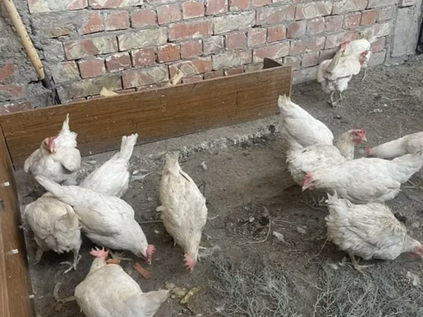 Chickens — Kirgistaan