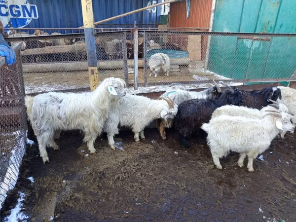 Billy Goat, Goats — Kyrgyzstan