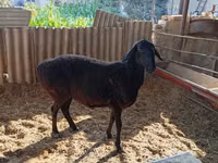 Sheep (batch, sex not specified), Sheep — photo 4