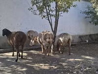 Schaap, Schapen — foto 5