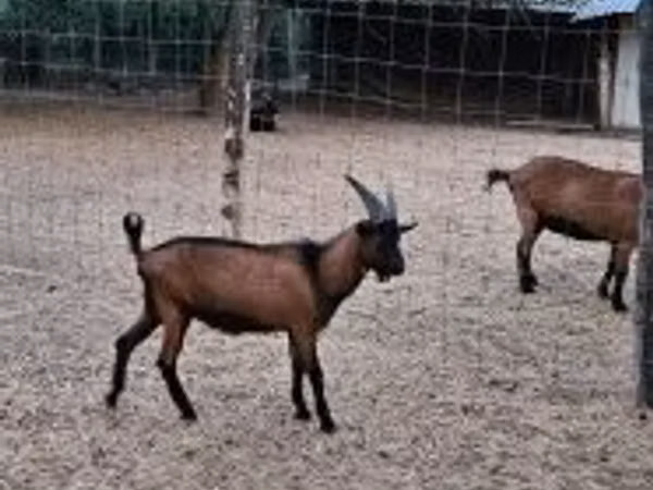 Billy Goat, Alpine goat — Hungary
