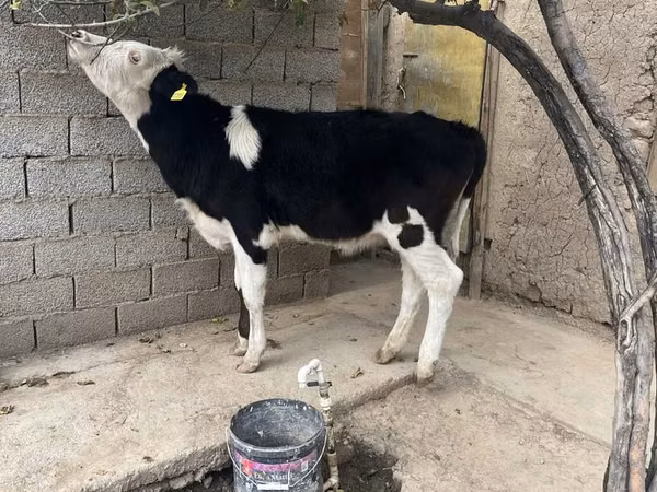 گائے, Russian Black pied cattle
