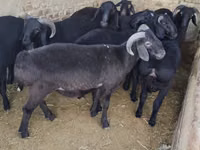 ஆண் ஆடு, ஆடுகள் — புகைப்படம் 2