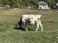 Cow, Simmental cattle — photo 2