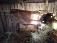 Bou, Bovine — foto 1