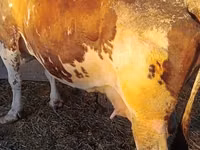 Гов, Simmental cattle — акс 4