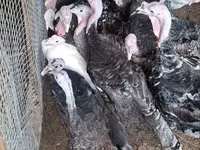Turkeys — foto 2
