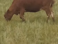 Cow, Simmental cattle — photo 8