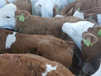 Toro, Simmental cattle — foto 2