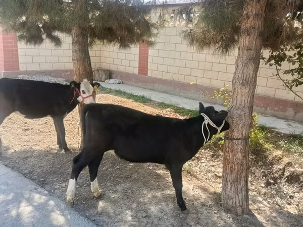 सांड, एबरडीन - एंगस