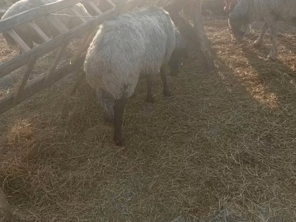 Ram, Sheep — Moldova