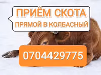 Bika, Szarvasmarhák — 1. fotó