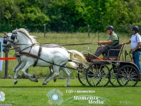 Mare, Lipizzaner