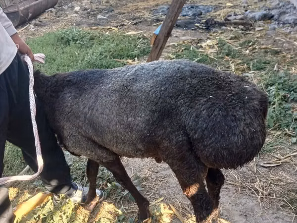 Ram, Sheep — Kyrgyzstan