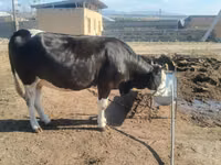 گاو ماده, Simmental cattle — عکس 1