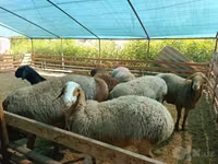 Ram, Arashan sheep — photo 3
